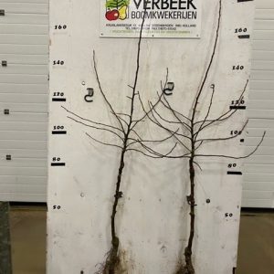 Martini-appel laagstamboom bio